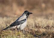 Nebelkraehe - Carrion Crow  (Corvus corone)